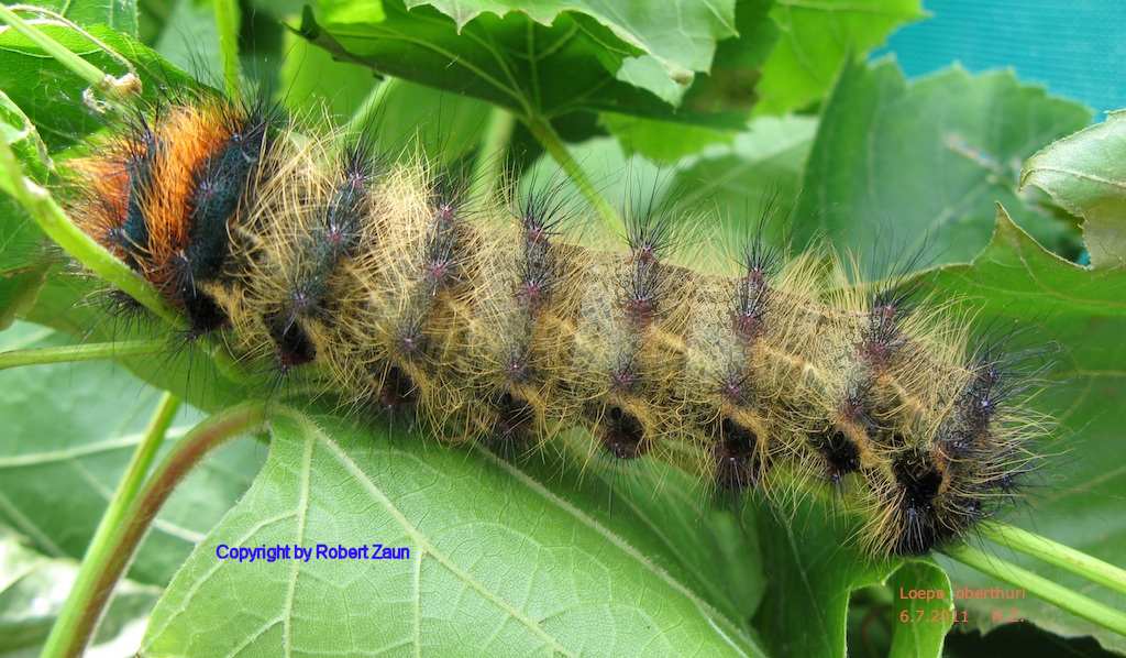 SATURNIIDAE World Homepage für den Saturniidenfreund